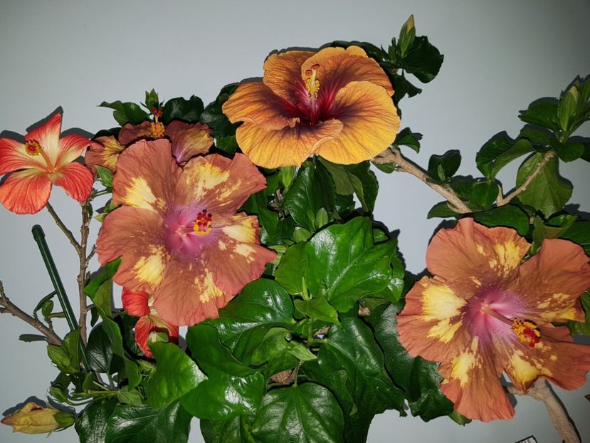  - HIBISCUS 2020