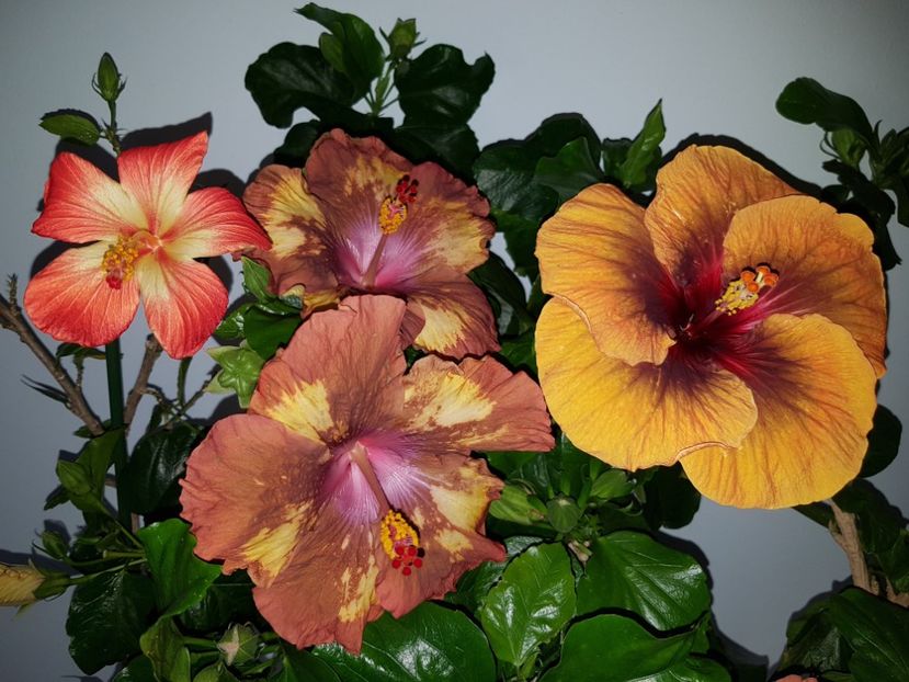  - HIBISCUS 2020