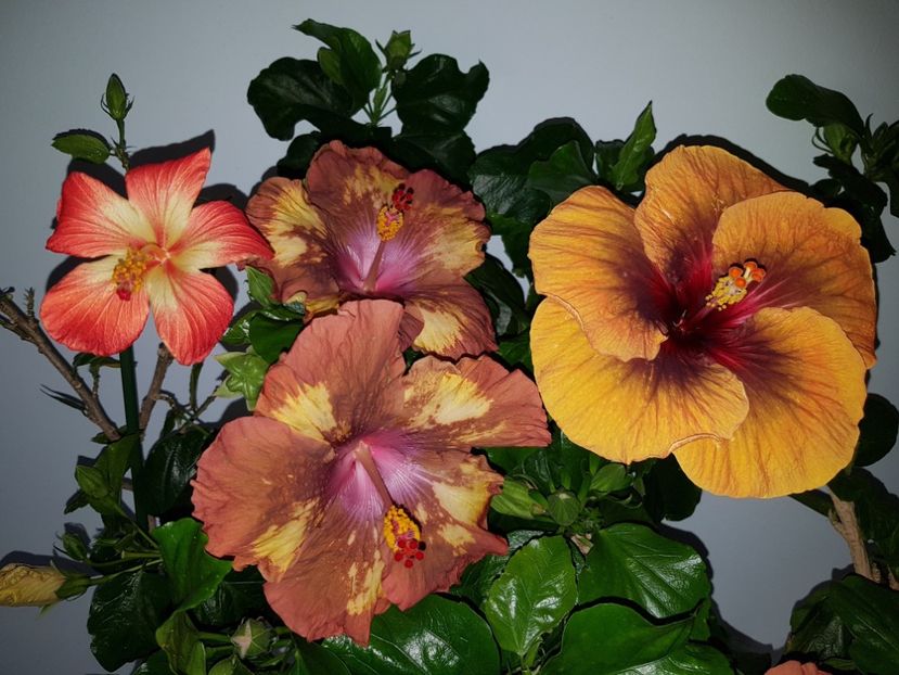  - HIBISCUS 2020