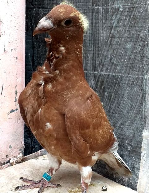  - CRAVATAȚI ROMÂNEȘTI