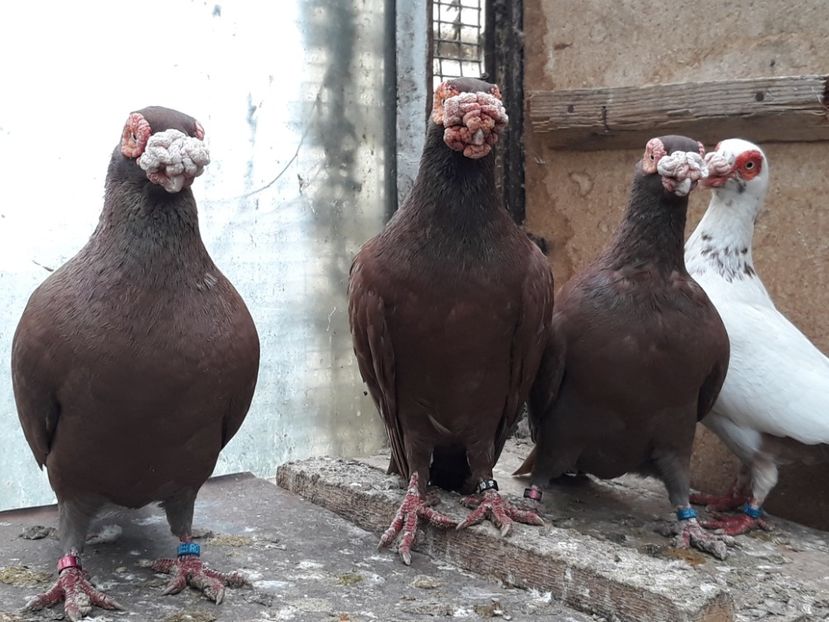  - Indian german 2020