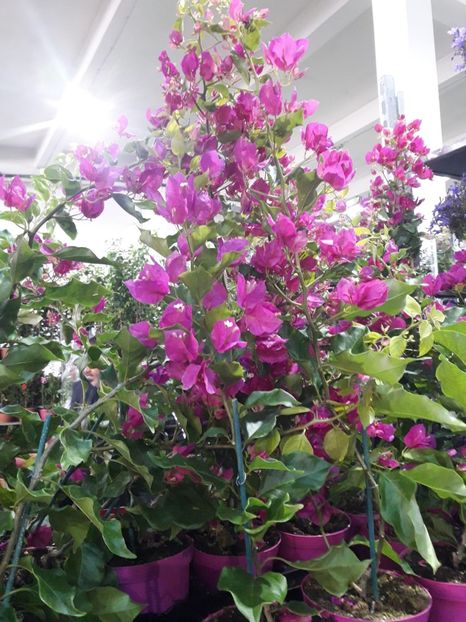 IMG-20200505-WA0005 - BOUGAINVILEEA MAI 2020