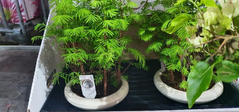 bonsai sequoia padure -250lei - BONSAI DIFERITE SPECII