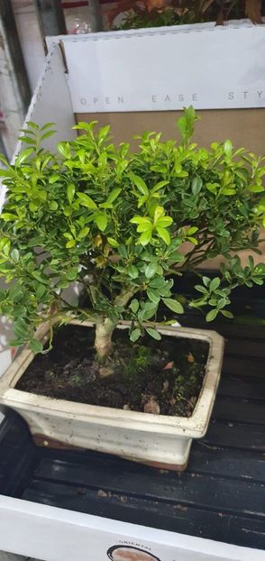 BONSAI ILEX 120LEI - BONSAI DIFERITE SPECII