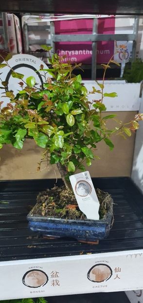 BONSAI 120LEI - BONSAI DIFERITE SPECII