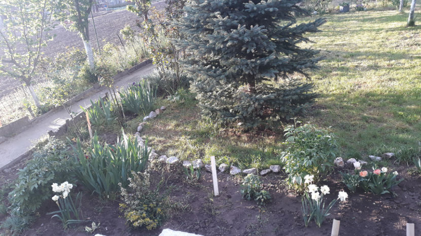 3 mai - lalele si narcise inflorite - Gradina primavara 2020