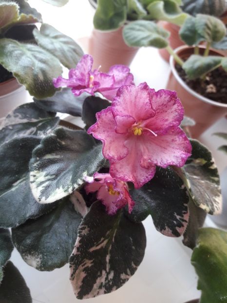 Mai 2020 - BUCKEYE CHERRY TOPPING