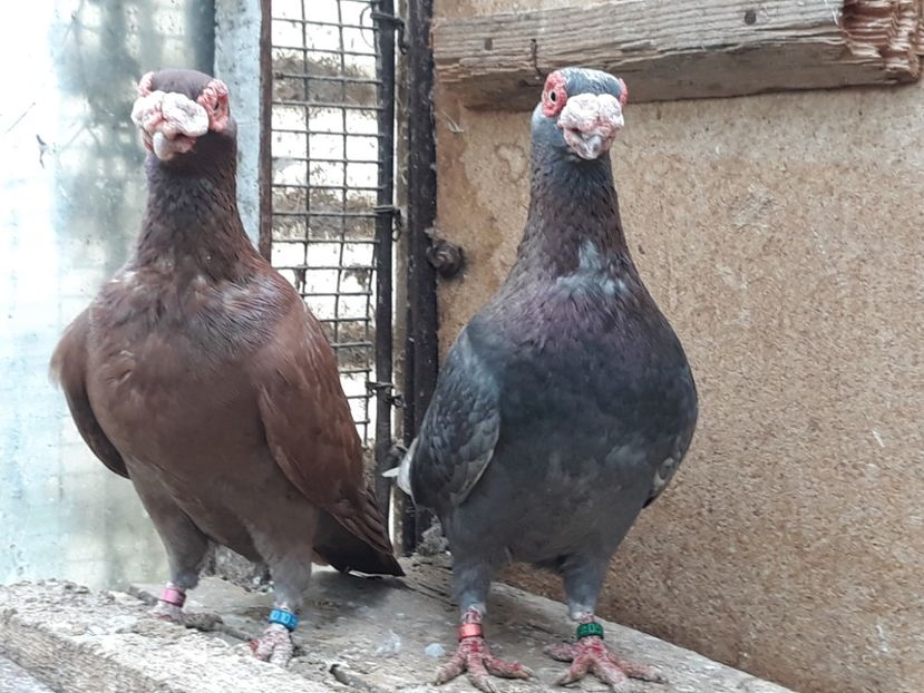 M 18 - Indian german 2020