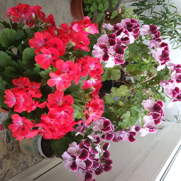  - Muscate 2013 2022