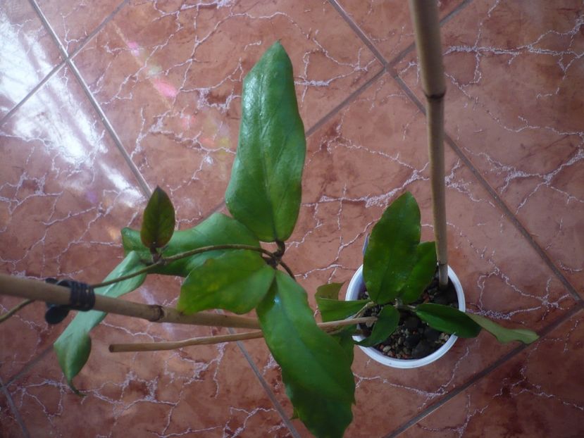 05.05.2020 - Hoya-frunze