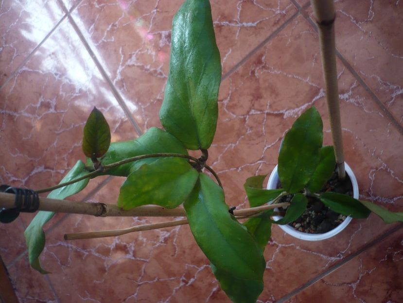 hibrid-Silvia - Hoya-frunze