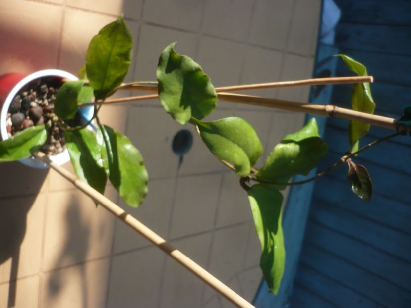 P1430807 - Hoya-frunze