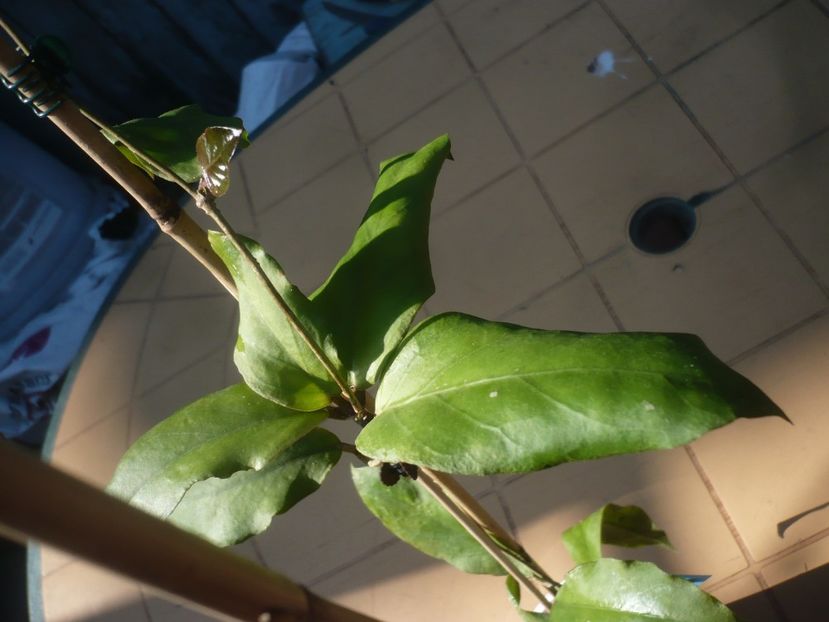 P1430808 - Hoya-frunze