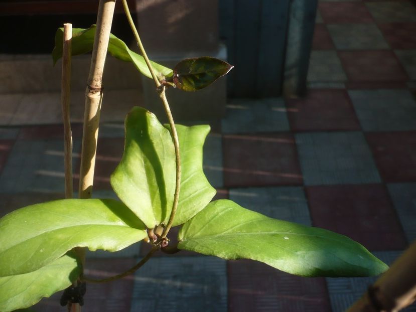 P1430811 - Hoya-frunze