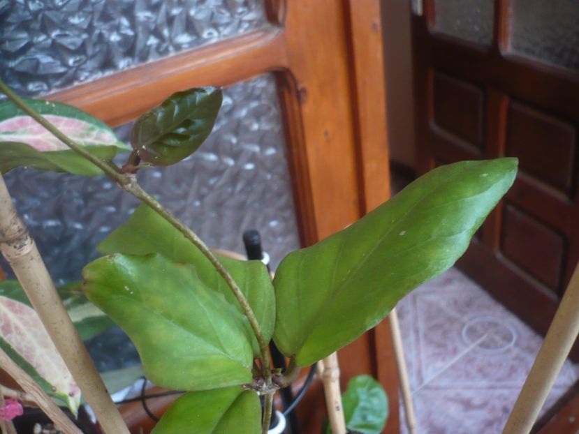 P1430815 - Hoya-frunze