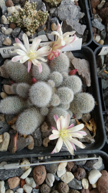 05.05.2020 - Rebutia heliosa cv sunrise