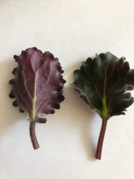 44E03F52-1073-42F3-A29D-72E6324AE790 - Imp-s Jellyfish Sting