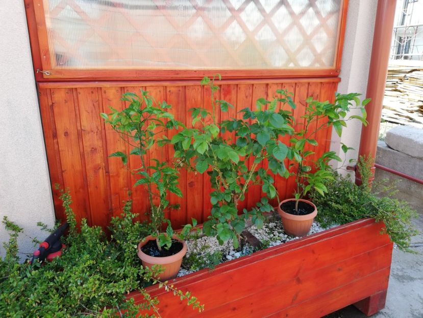 Lamai, 15 ron buc - 0 Plante decorative