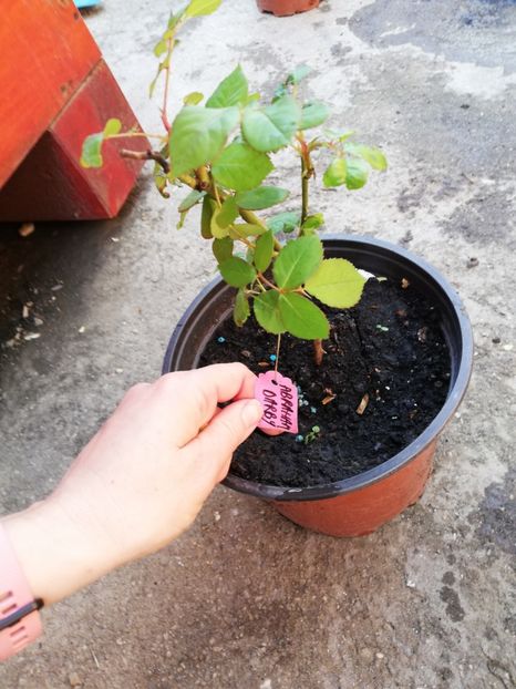 Abraham  Darby- vandut - 0 Plante decorative