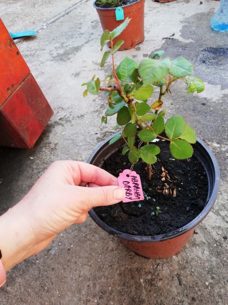 Vandut - 0 Plante decorative