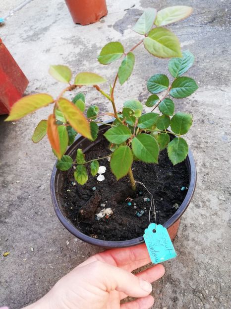 Vandut - 0 Plante decorative