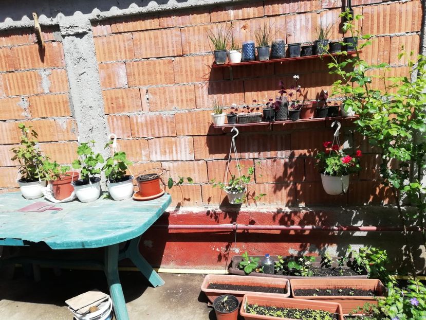  - 0 Plante decorative