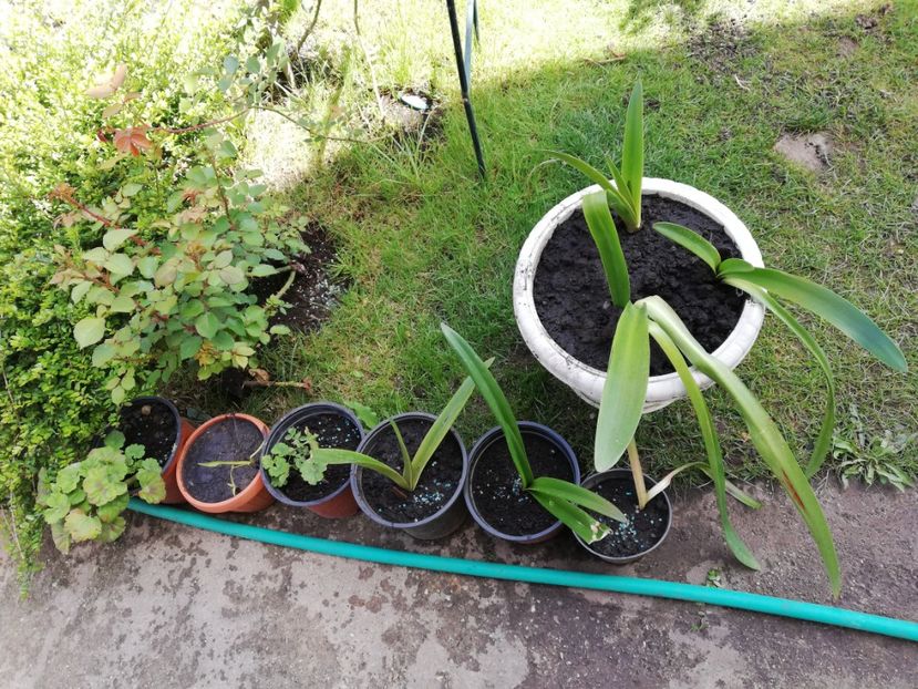  - 0 Plante decorative