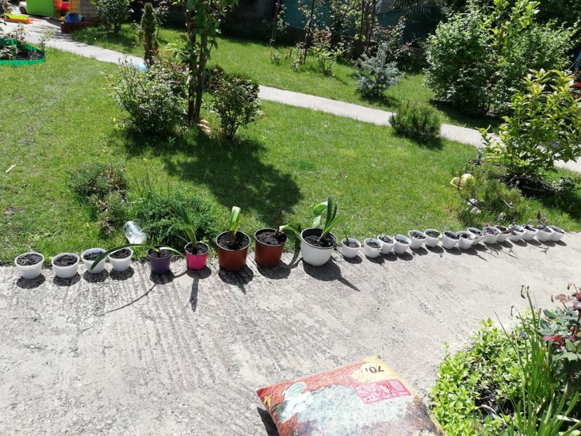  - 0 Plante decorative