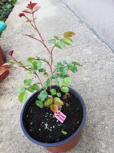 15 ron - 0 Plante decorative