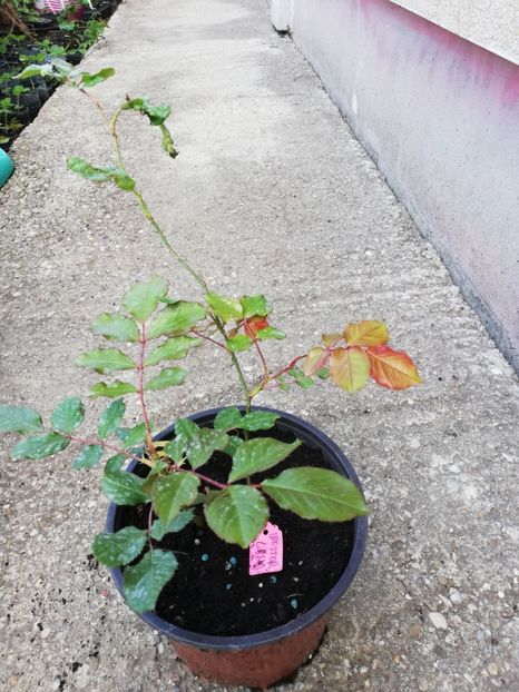 Westerland,vandut - 0 Plante decorative