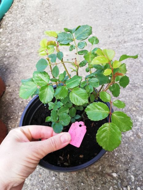 Florentina vandut - 0 Plante decorative