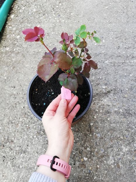 Don juan 15 ron- vandut - 0 Plante decorative