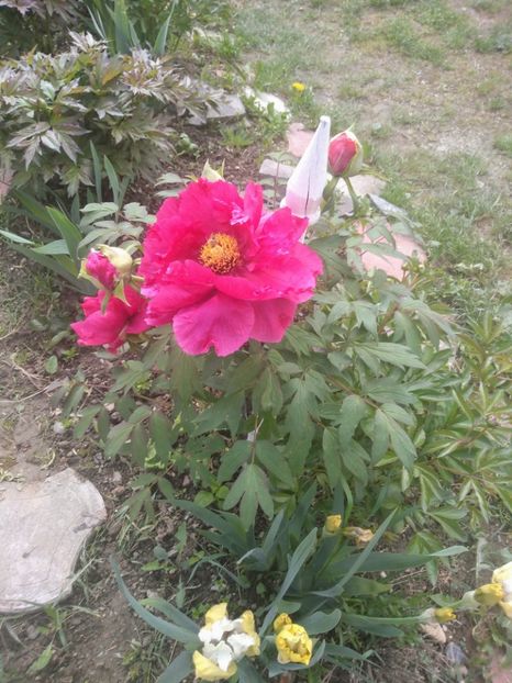 - Gradina mai 2020