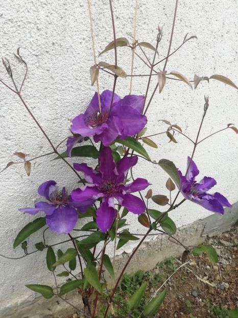 2020 - 5.05 - 19 The President