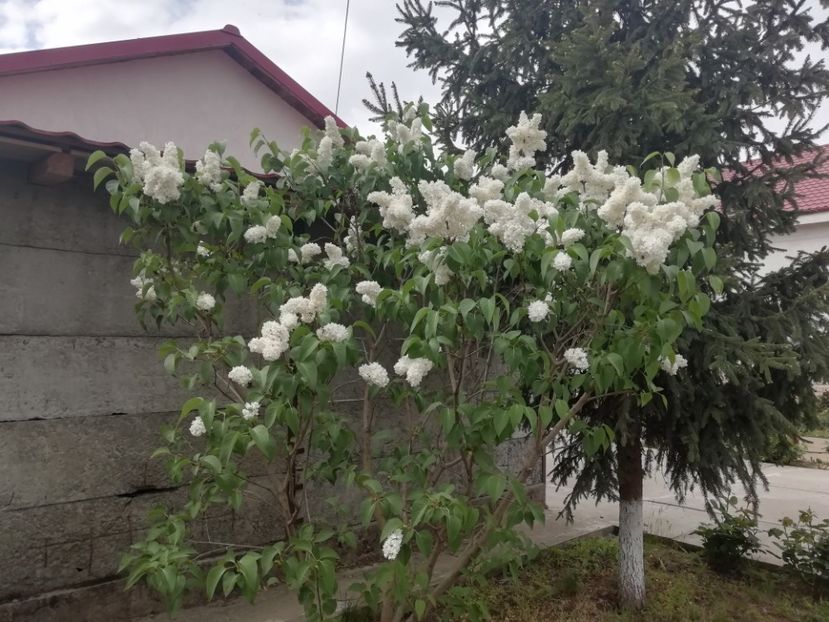 5.05 - gradina 2020