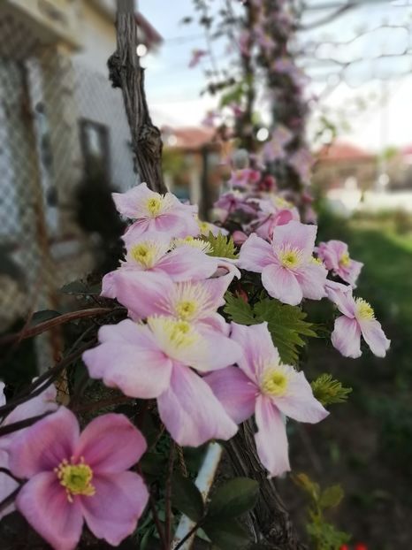 5.05 - gradina 2020