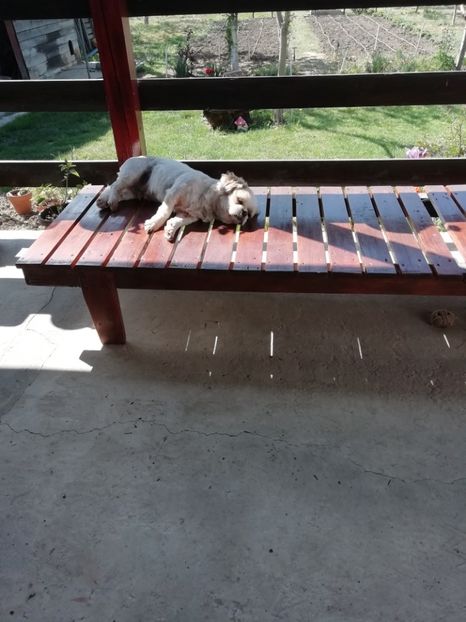 2020 - 3.05 - Comoara mea