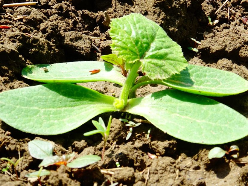  - Patakmenti-Hóstát kis gazdaság