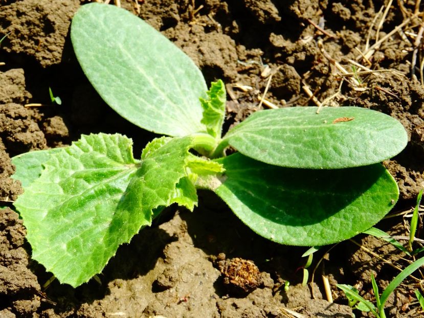  - Patakmenti-Hóstát kis gazdaság