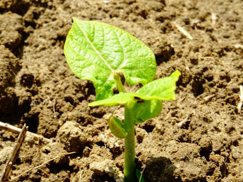  - Patakmenti-Hóstát kis gazdaság