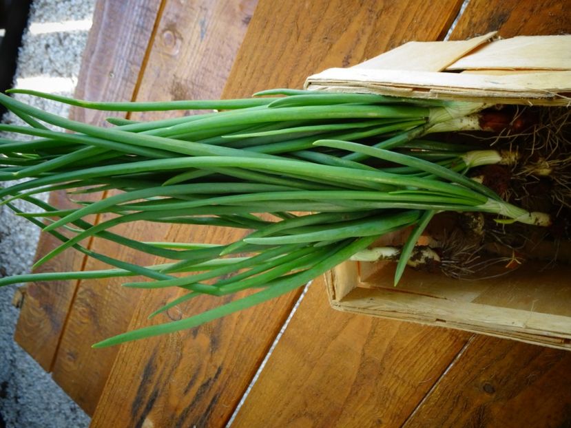  - Patakmenti-Hóstát kis gazdaság