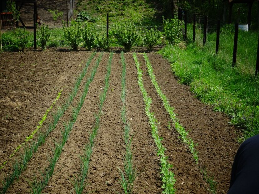  - Patakmenti-Hóstát kis gazdaság
