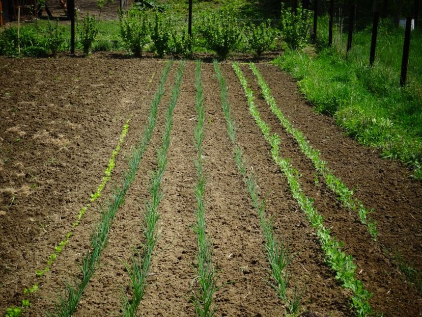  - Patakmenti-Hóstát kis gazdaság