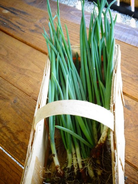  - Patakmenti-Hóstát kis gazdaság