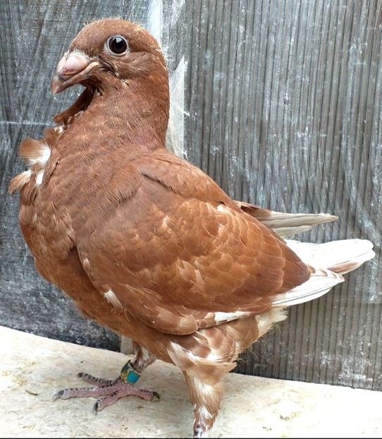  - CRAVATAȚI ROMÂNEȘTI