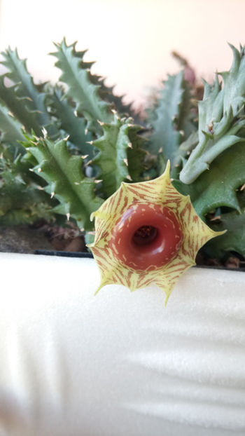 05.05.2020 - Huernia zebrina