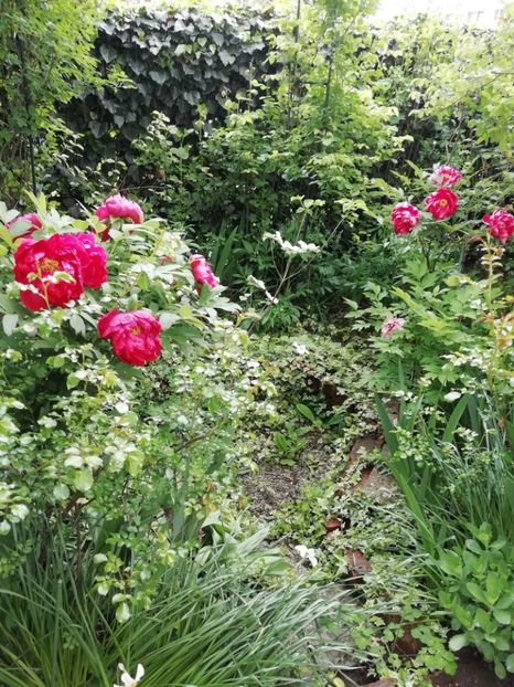  - Grădina 2020 continuare 1