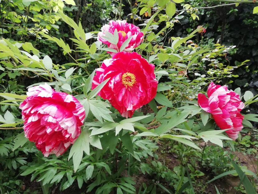  - Grădina 2020 continuare 1