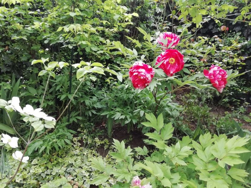  - Grădina 2020 continuare 1