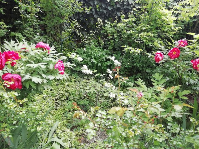  - Grădina 2020 continuare 1